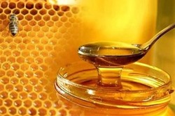 سالانه ۸۰۰ تن عسل باکیفیت در ایلام تولید می شود