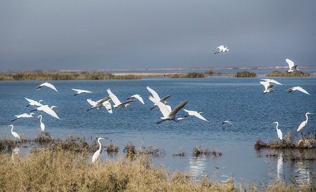 Migratory birds in Golestan prov. 