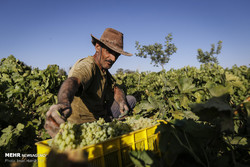 Iran’s grape agricultural heritage gains worldwide fame