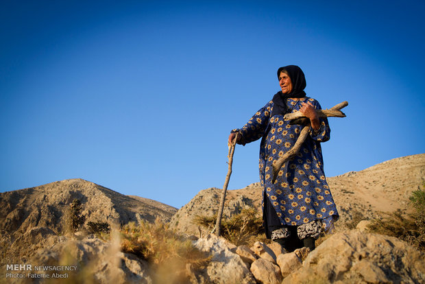 گوهر برای زمستان هیزم جمع آوری می‌کند