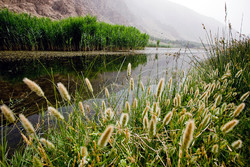 امید تازه در «لانه ماران»؛ نبض حیات به رگ‌های تالاب  هشیلان بازگشت