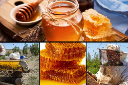 ۷۰۰ تن عسل در زنبورستانهای شهرستان قزوین تولید شد