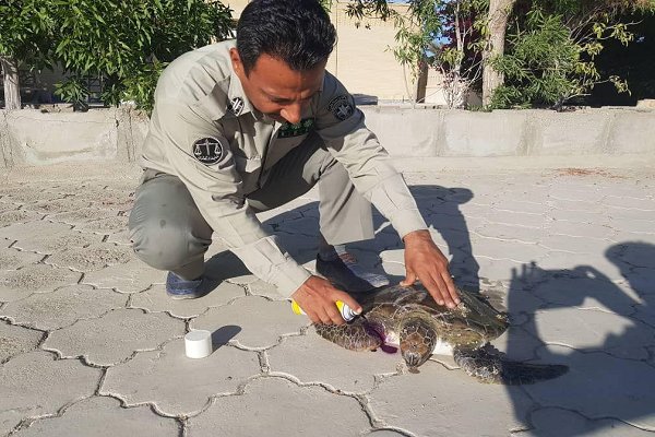 نجات جان یک قطعه لاک پشت سبز دریایی در جنوب سیستان بلوچستان