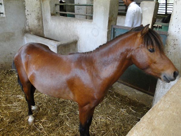 هفدهمین جشنواره ملی اسب کاسپین در انزلی برگزار می شود