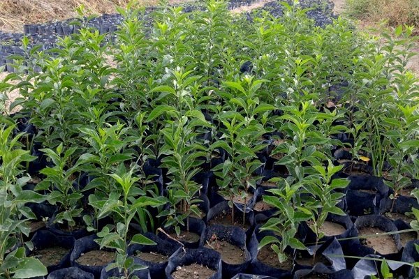 تولید ۸۵۰ هزار اصله نهال توت در کشور