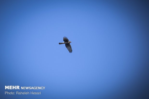 أسراب الطيور المهاجرة في محافظة كلستان 