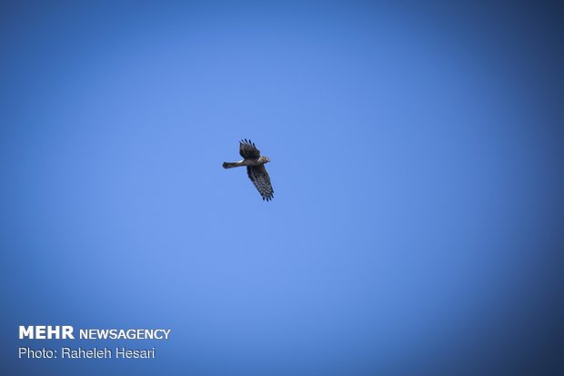 Migratory birds in Golestan prov. 