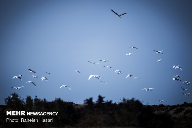 Migratory birds in Golestan prov. 