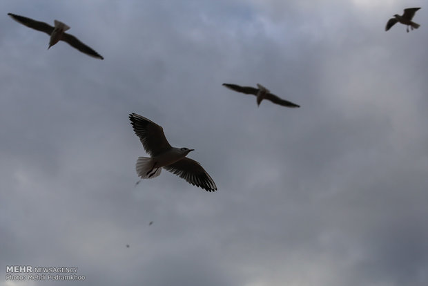 Karun River hosting migratory birds