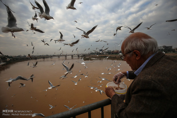 Karun River hosting migratory birds