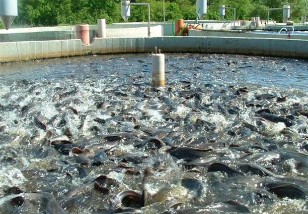 گسترش صنعت ماهی در قفس/ قفس در دریا مستقر می شود
