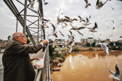 Migratory birds