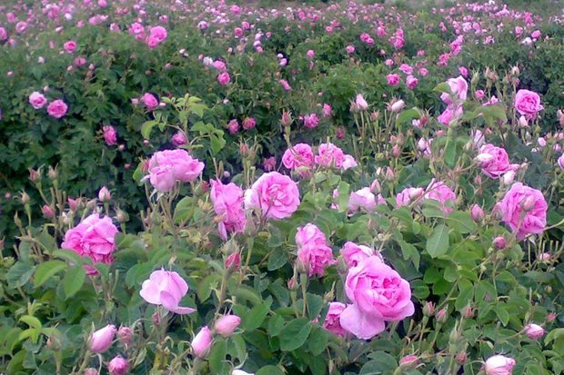 توسعه پرورش گل محمدی در مناطق شمالی استان ایلام