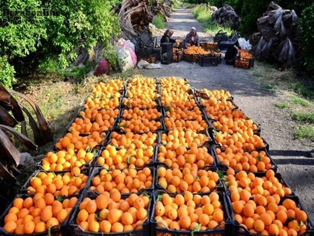 ۱۳۲ هزار تن مرکبات از باغات گیلان برداشت شد