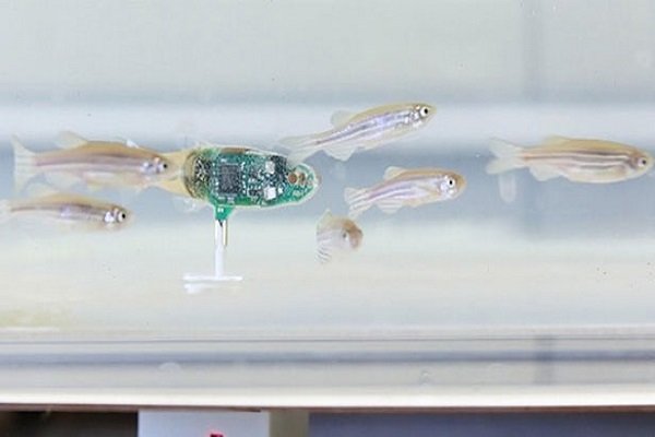 VIDEO: Researchers develop new Robotic zebrafish 