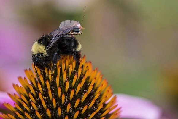 گرده‌افشانی زنبورعسل به افزایش تولید محصول باغی کمک می کند