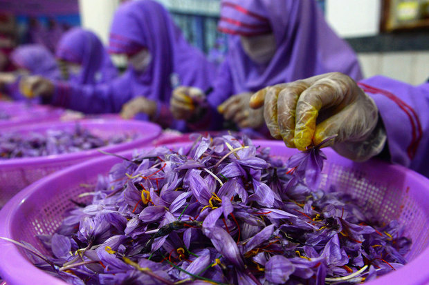 تولید زعفران افغانستان رکورد زد/رشد ۲۲ درصدی تولید 

