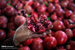 Tehran Organic Week Festival opens  