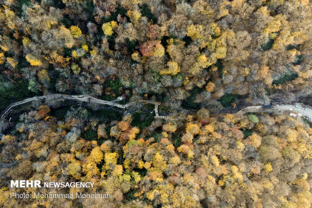 A thousand shades of Autumn in Golestan
