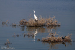 Rainfalls bring back life to Bamdej wetland, southwestern Iran