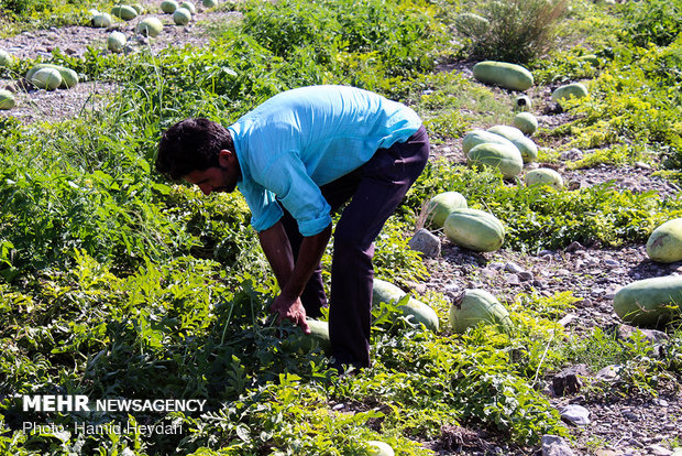 Harvesting watermelon for Yalda Night