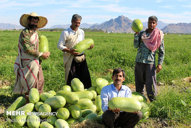 Harvesting watermelon for Yalda Night