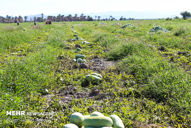 Harvesting watermelon for Yalda Night