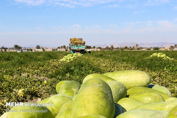 Harvesting watermelon for Yalda Night