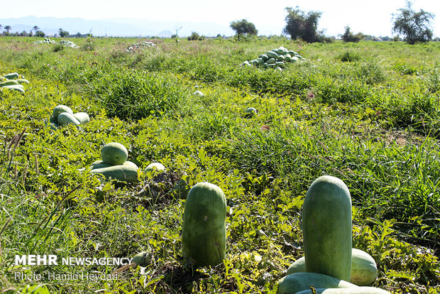 Harvesting watermelon for Yalda Night