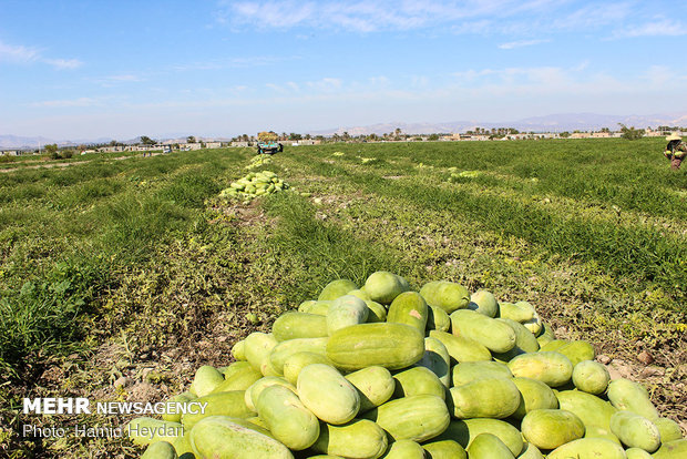 Harvesting watermelon for Yalda Night