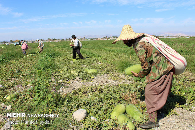 Harvesting watermelon for Yalda Night