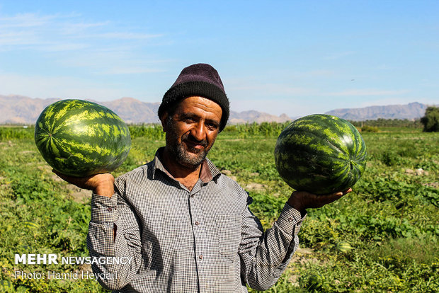 تداوم ورشکستگی کشاورزان جنوب کرمان/ جیب دلالان پر نمی شود