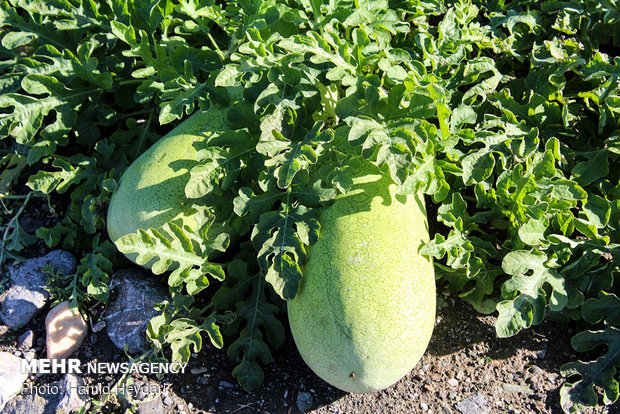 Harvesting watermelon for Yalda Night