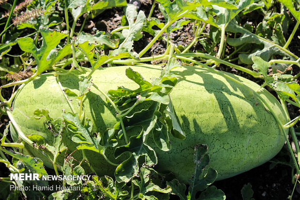 Harvesting watermelon for Yalda Night