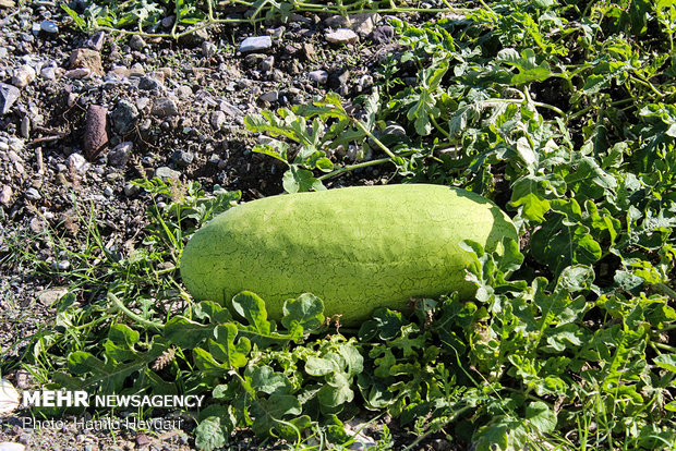 Harvesting watermelon for Yalda Night