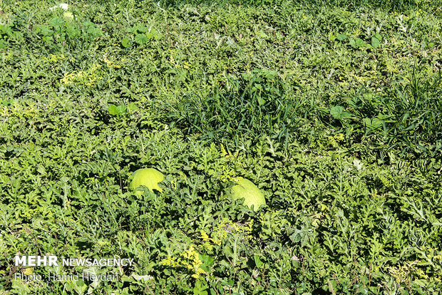 Harvesting watermelon for Yalda Night