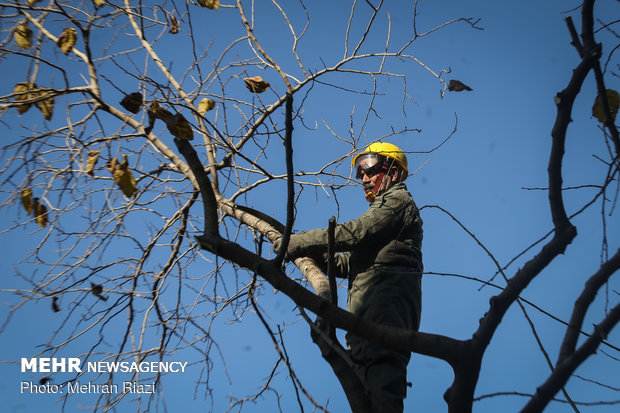 شرکت توزیع برق اهواز هرس درختان را انجام نداد