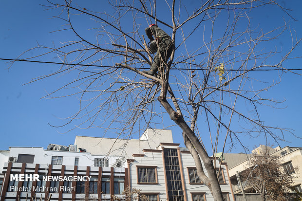 Winter pruning of trees in Tehran 