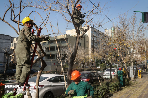 تہران میں  درختوں کی اضافی شاخوں کی کٹائی