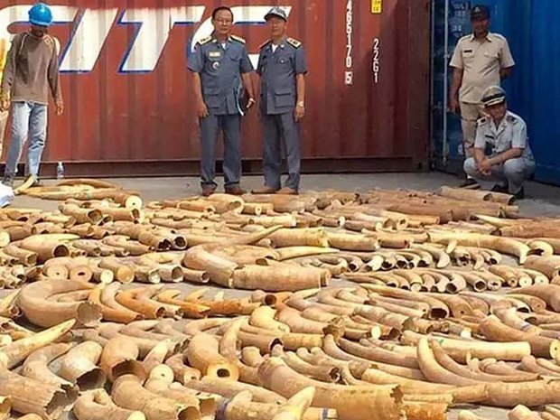 کمبوڈیا میں ایک ہزار سے زائد ہاتھی دانتوں کی اسمگلنگ ناکام