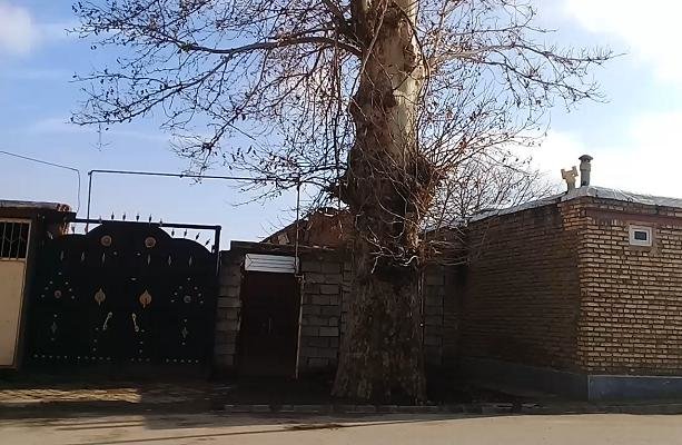 فلم/ ایران کے شہر مرند میں قدیمی ترین درخت