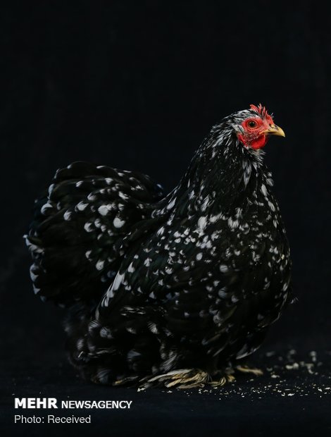 Türkiye'nin en bakımlı tavukları