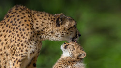 Refinery plans to save Asiatic Cheetah in Hormozgan