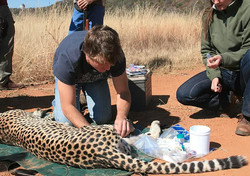 DOE holds workshop on breeding Asiatic cheetah