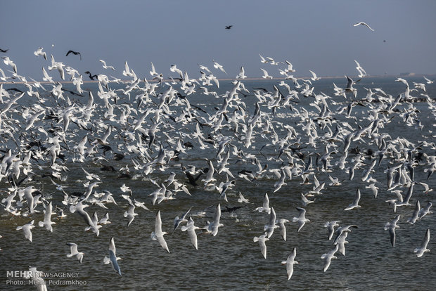 Migratory birds in Hour al-Azim