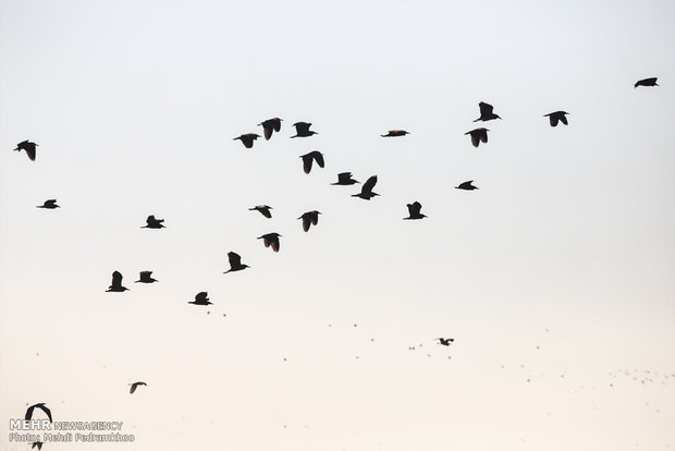 ہورالعظیم تالاب میں پرندوں کی واپسی