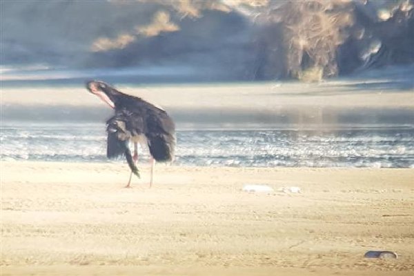 Rare bird spotted in southeastern Iran