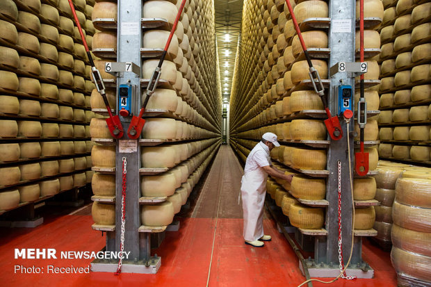 تولید پنیر سنتی ایتالیا توسط دامداران هندی‎