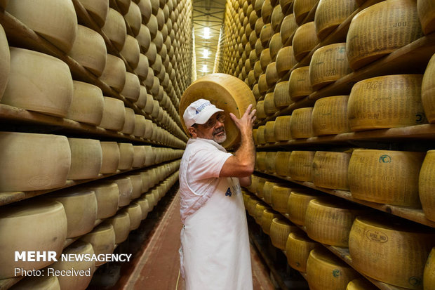 تولید پنیر سنتی ایتالیا توسط دامداران هندی‎