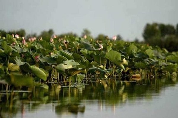 Researchers remove sediments in Anzali wetland using nanotechnology